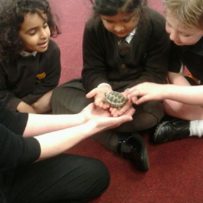 Tiddles the Tortoise
