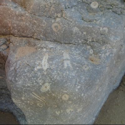 Fossil Hunting on the Beach!