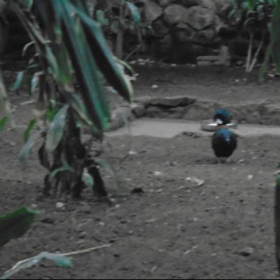 DSC090241)